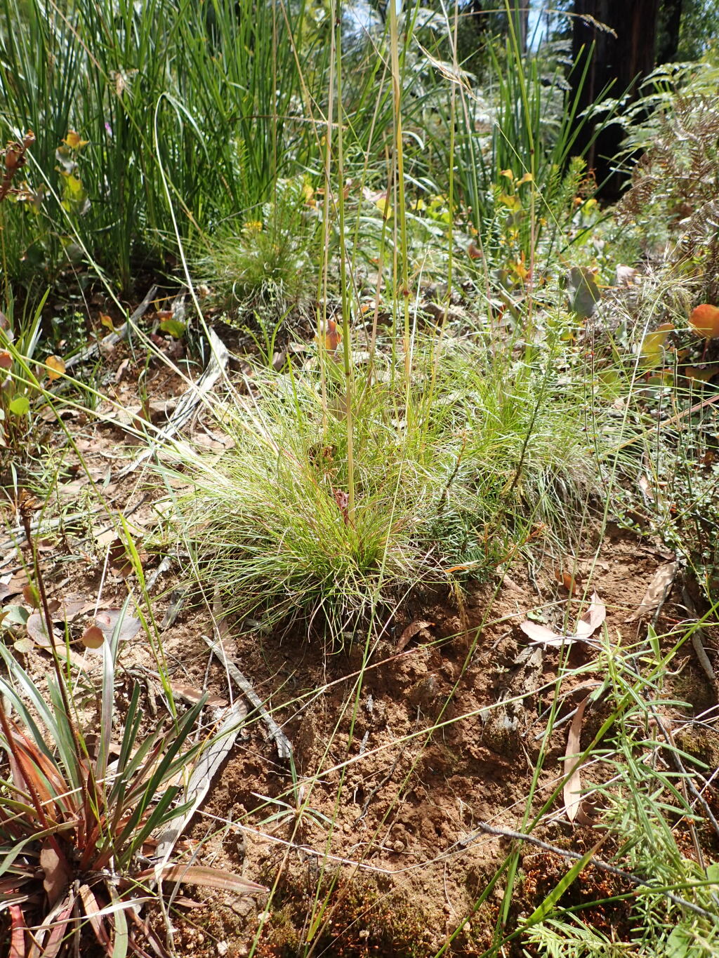 Hookerochloa eriopoda (hero image)