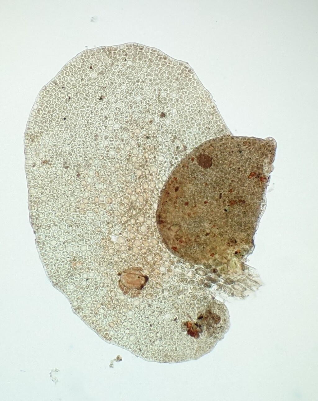 Frullania monocera (hero image)