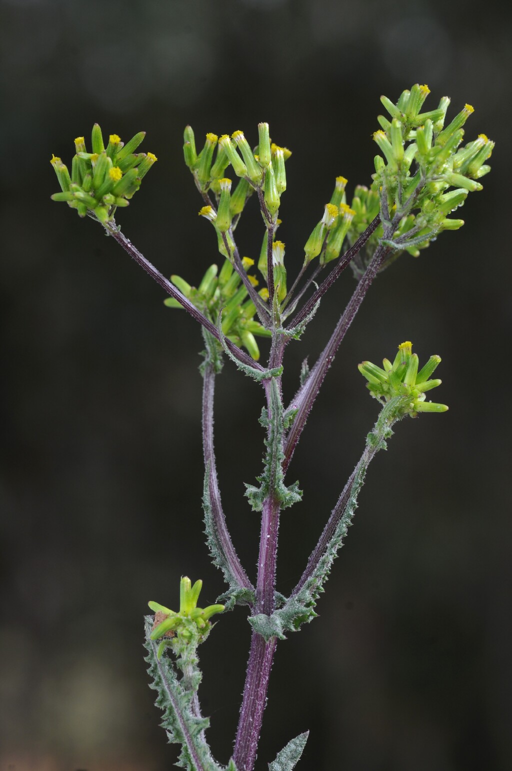 Senecio picridioides (hero image)