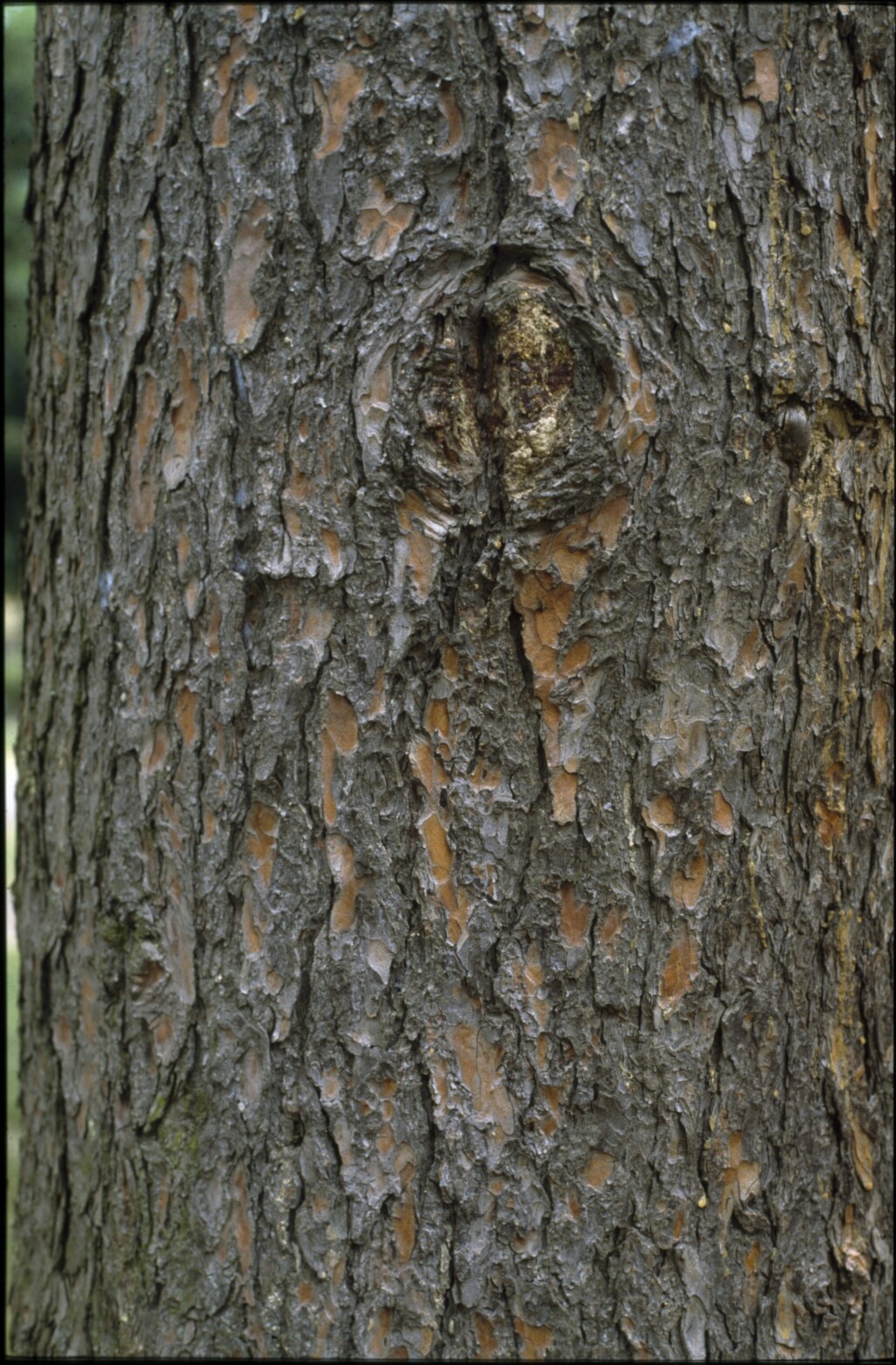 Pinus wallichiana (hero image)