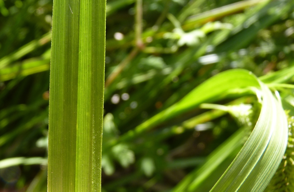 Carex fascicularis (hero image)