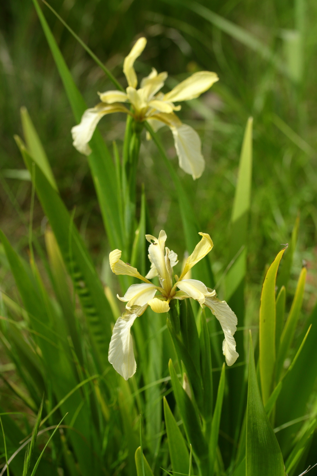 Iris orientalis (hero image)