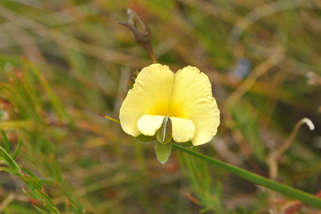 Gompholobium (hero image)