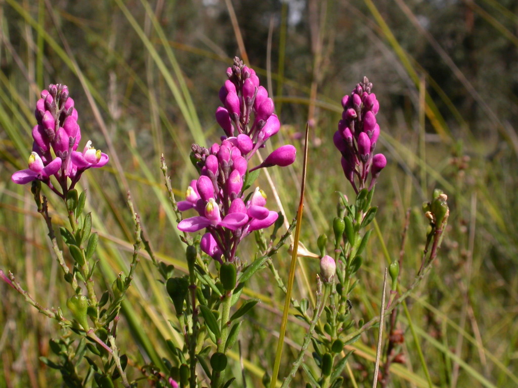 Comesperma ericinum (hero image)