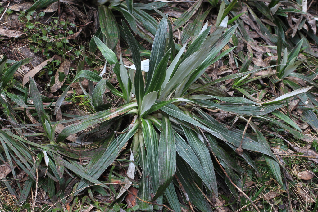 VicFlora: Celmisia tomentella