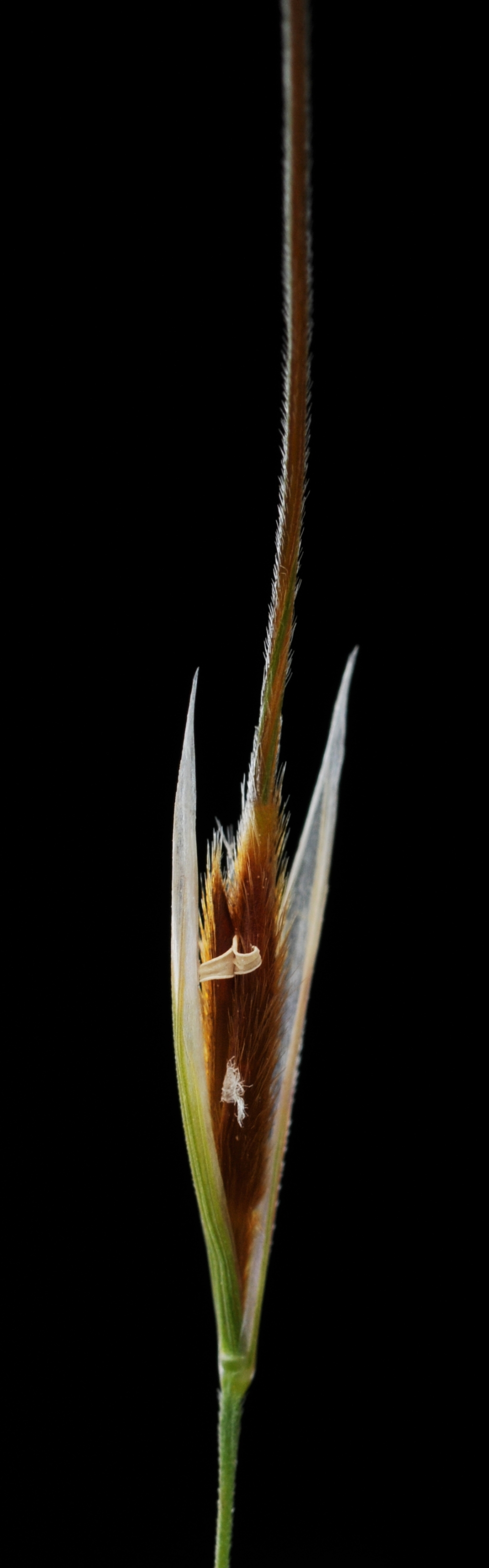 Austrostipa flavescens (hero image)