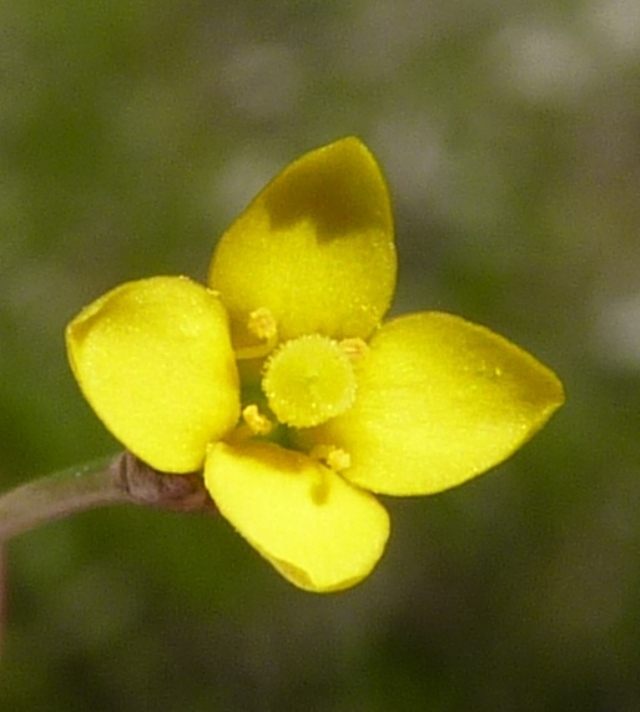 Cicendia filiformis (hero image)