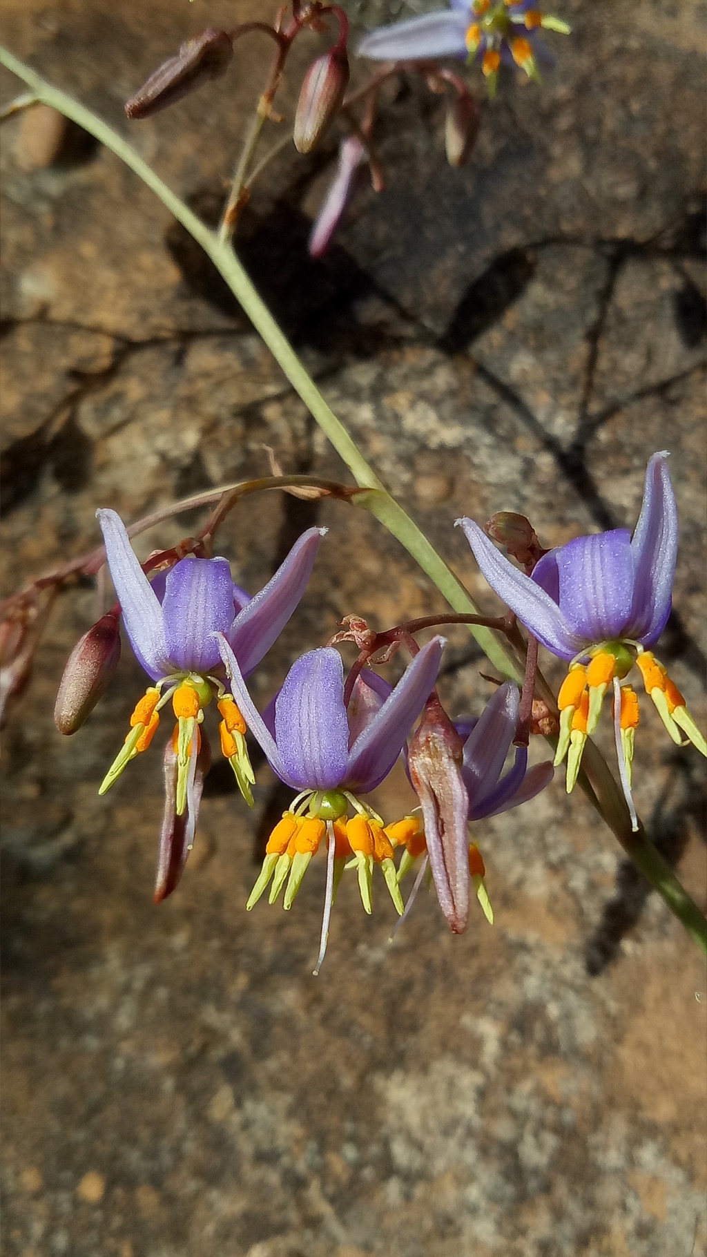 Dianella amoena (hero image)