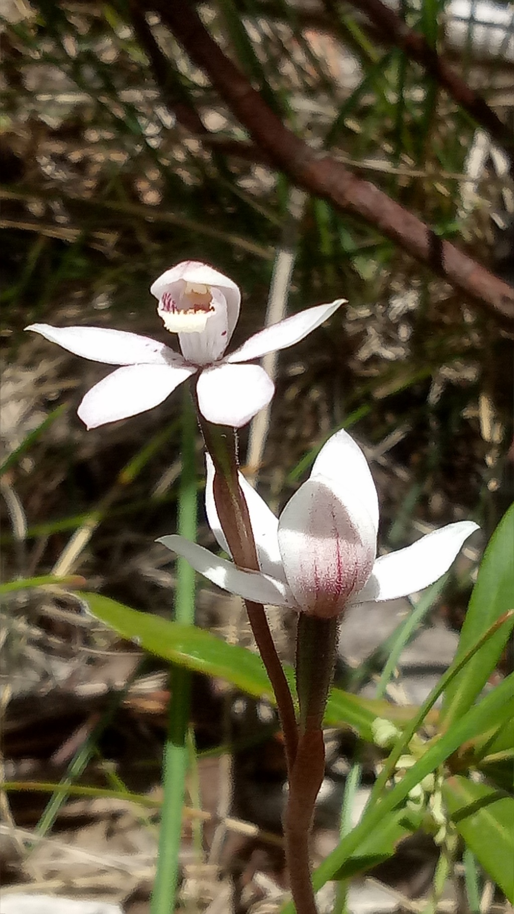 Caladenia alpina (hero image)