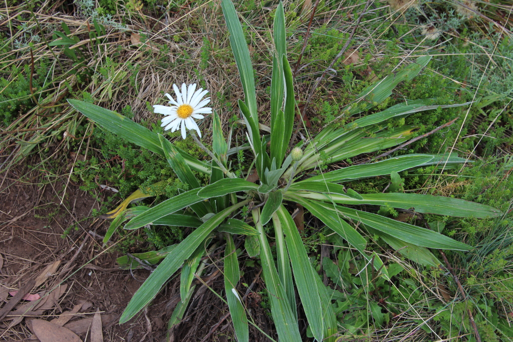 Celmisia latifolia (hero image)