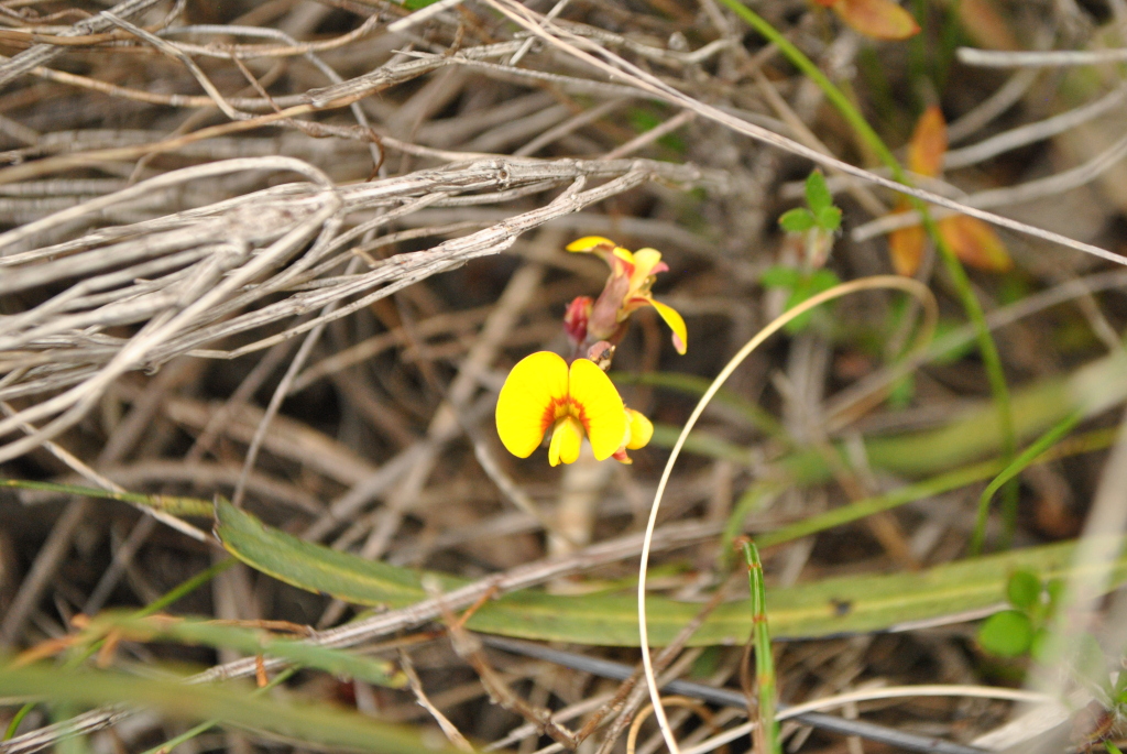 Bossiaea ensata (hero image)