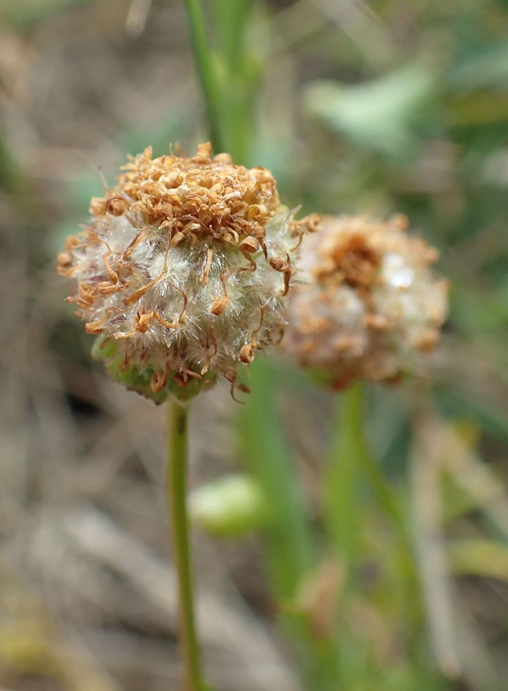 Calotis anthemoides (hero image)