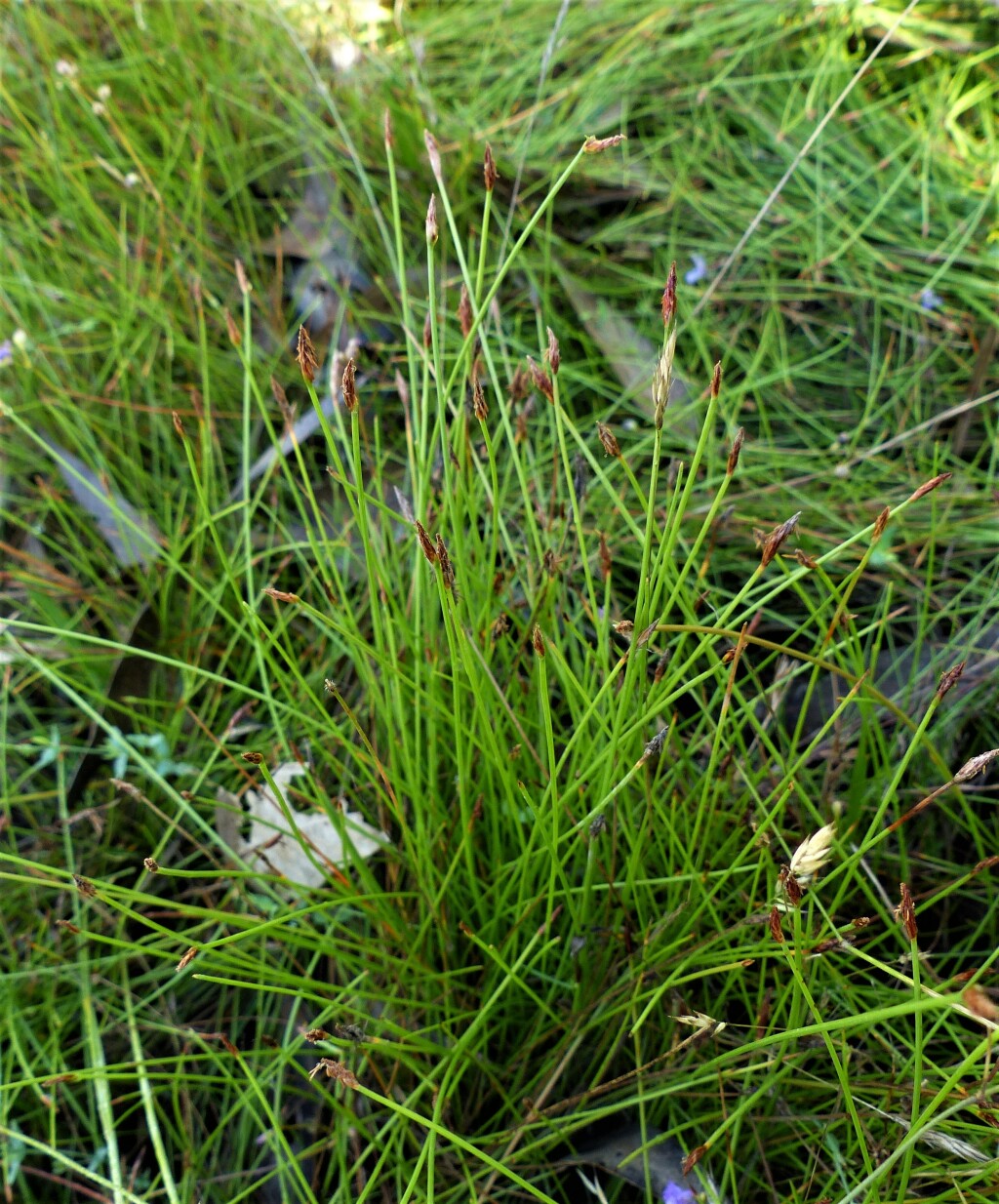 Eleocharis gracilis (hero image)