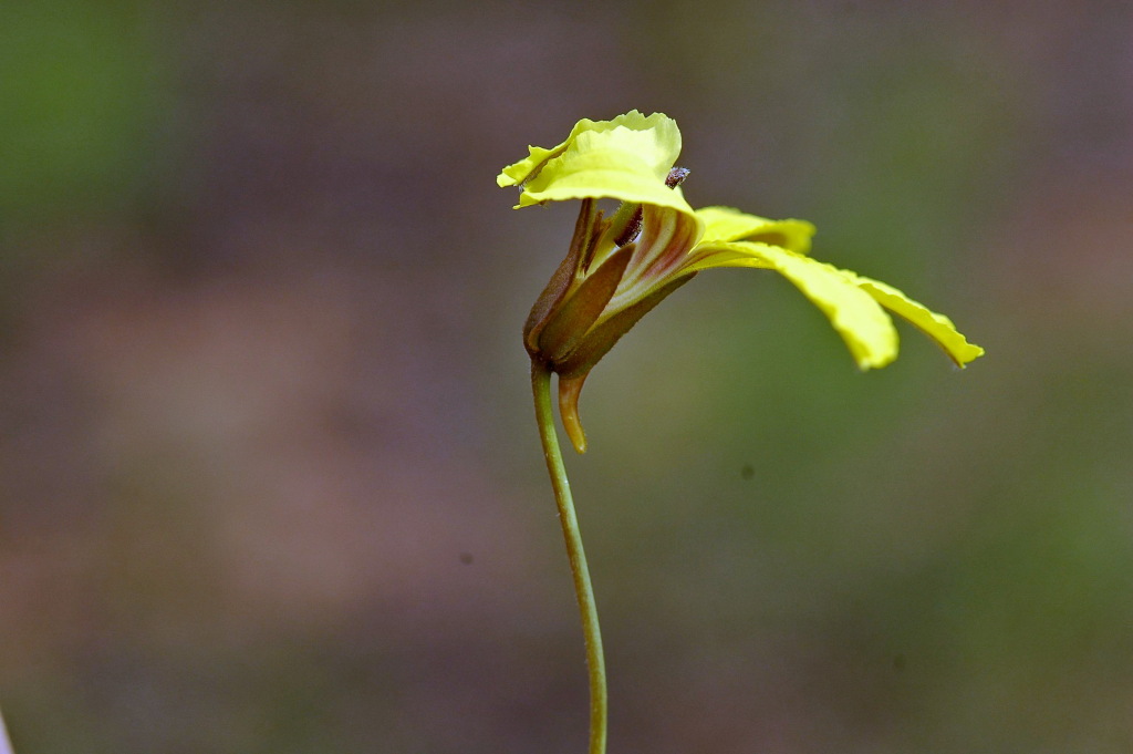 Goodenia arguta (hero image)