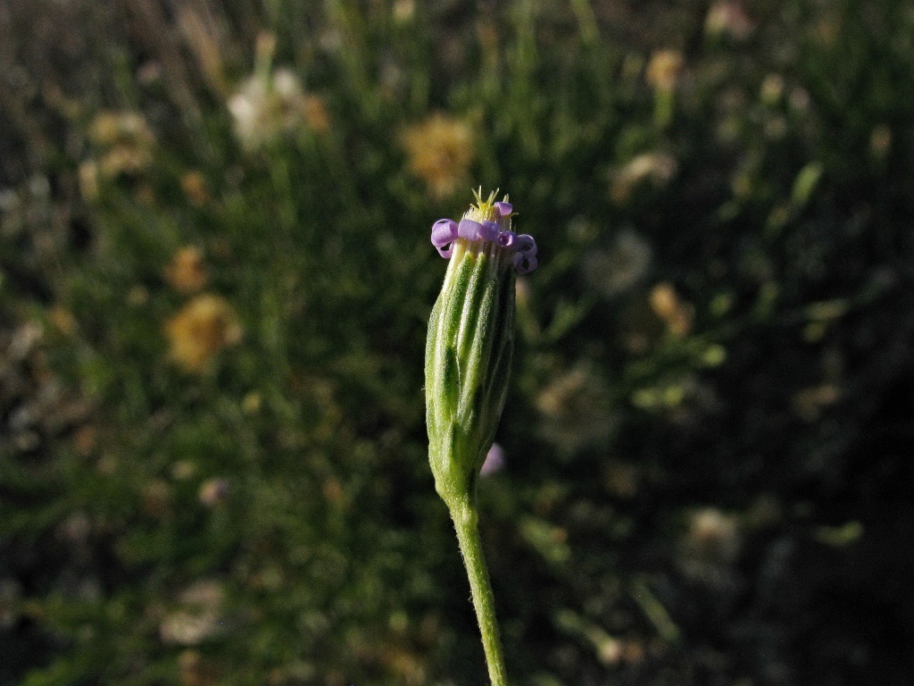 Vittadinia blackii (hero image)