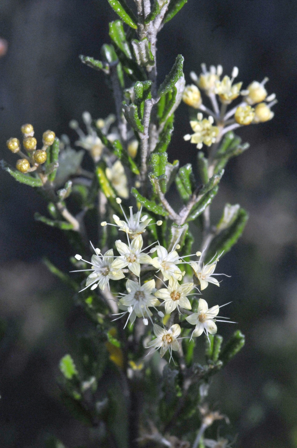 Phebalium glandulosum subsp. riparium (hero image)