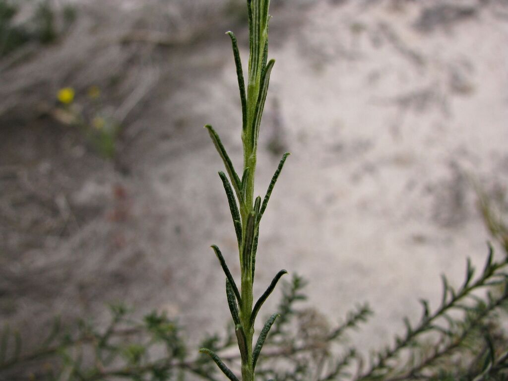 Ozothamnus retusus (hero image)