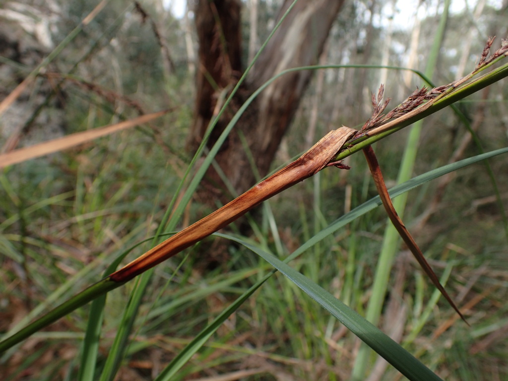 Lepidosperma elatius (hero image)