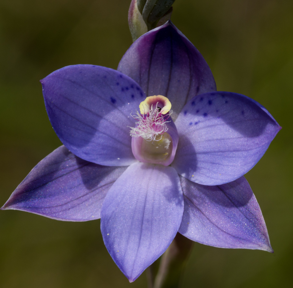 Thelymitra ×merraniae (hero image)