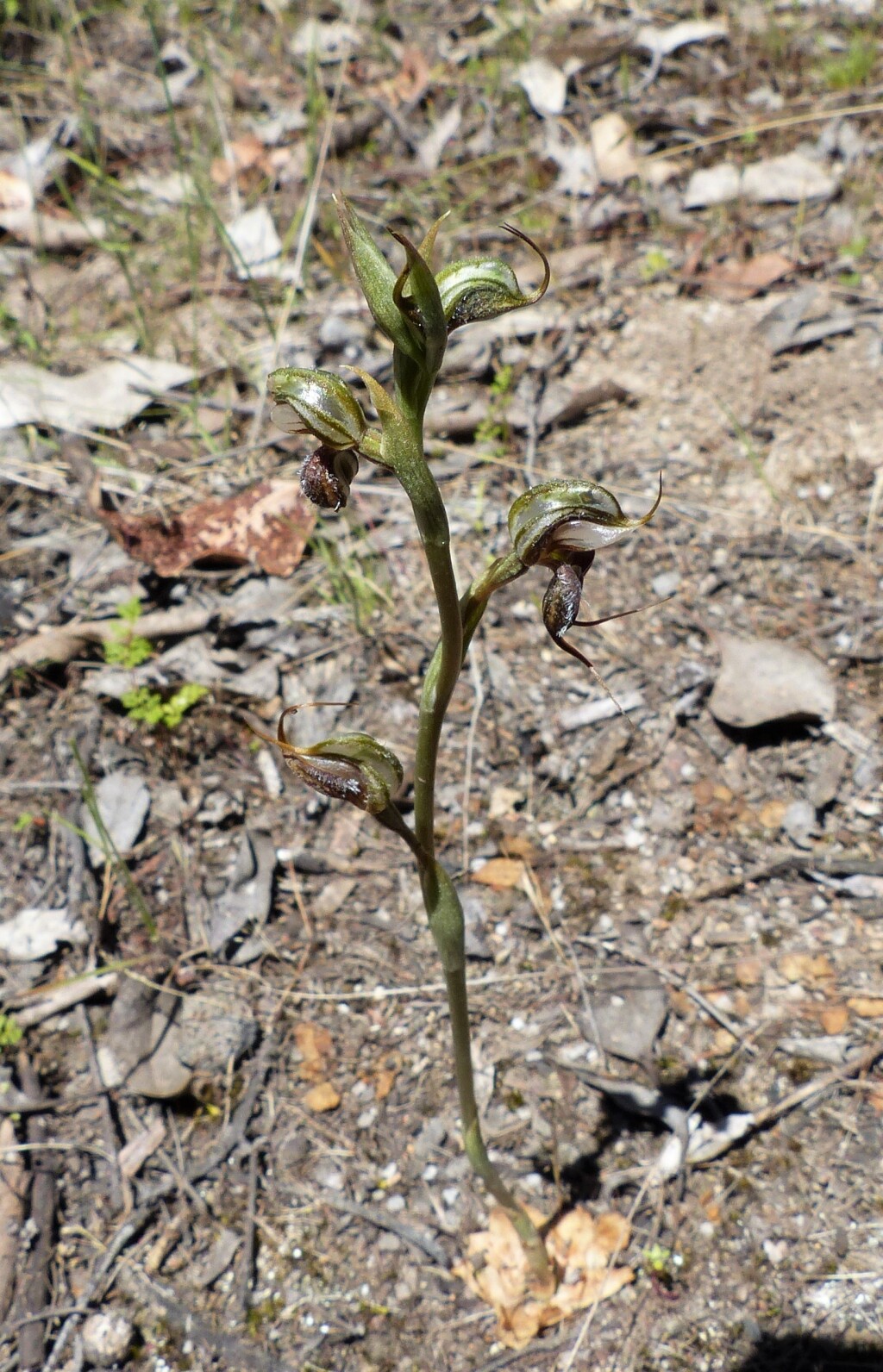 Pterostylis sp. aff. boormanii (Beechworth) (hero image)