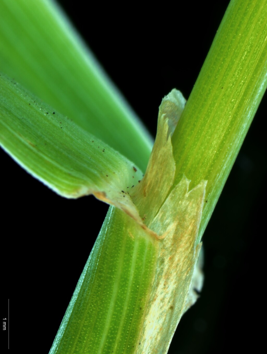 Phleum (hero image)