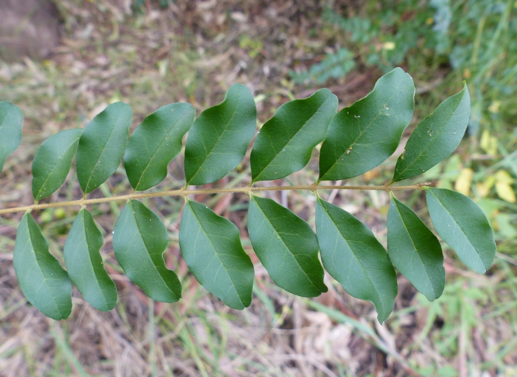 Ligustrum vulgare (hero image)