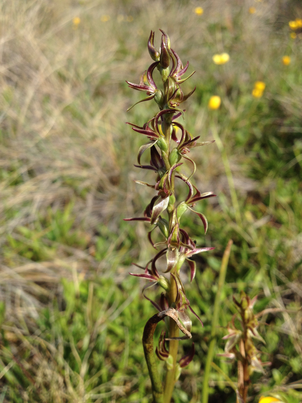 Prasophyllum sphacelatum (hero image)