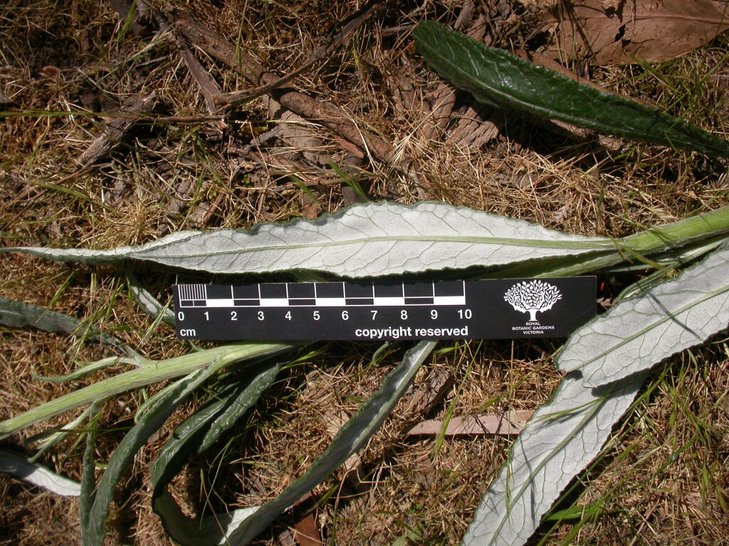 Senecio linearifolius var. gariwerdensis (hero image)