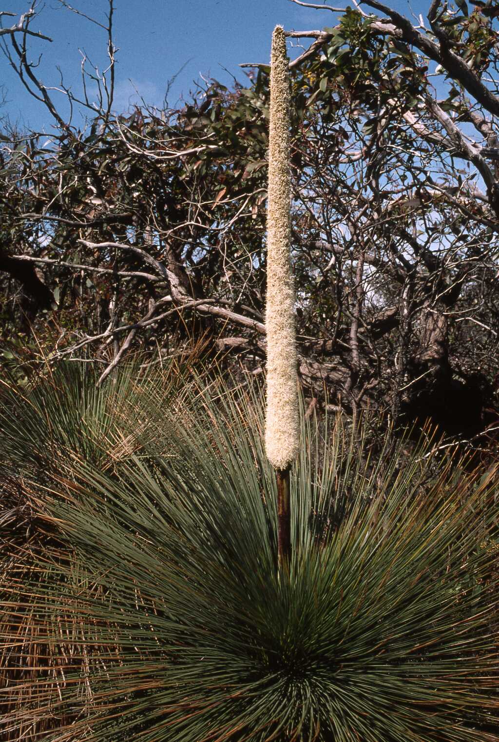 Xanthorrhoea australis (hero image)