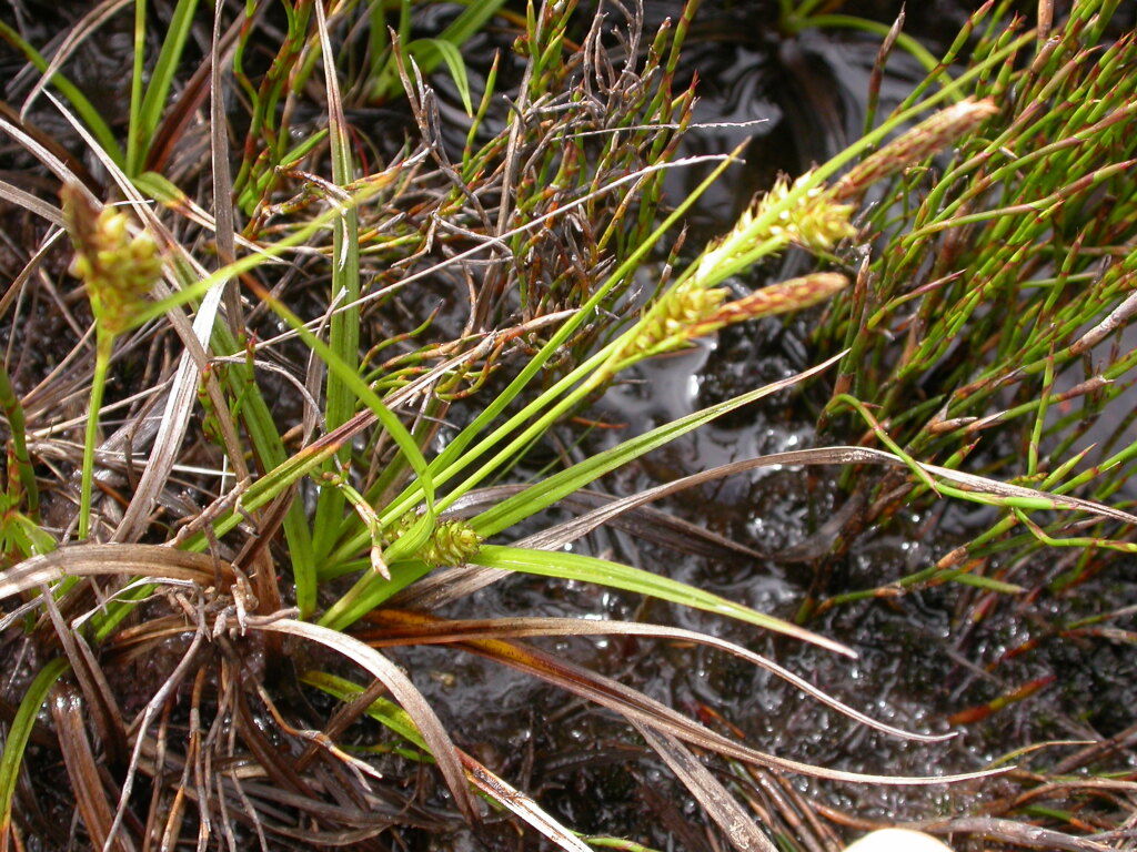 Carex blakei (hero image)