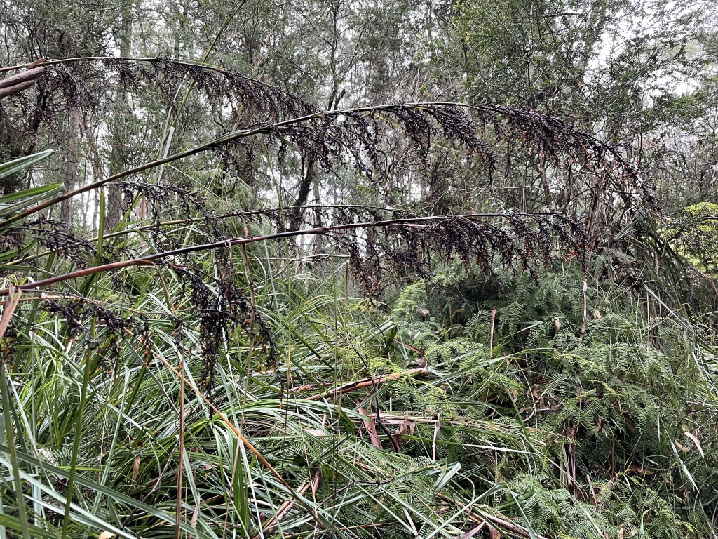 Cyperaceae (hero image)