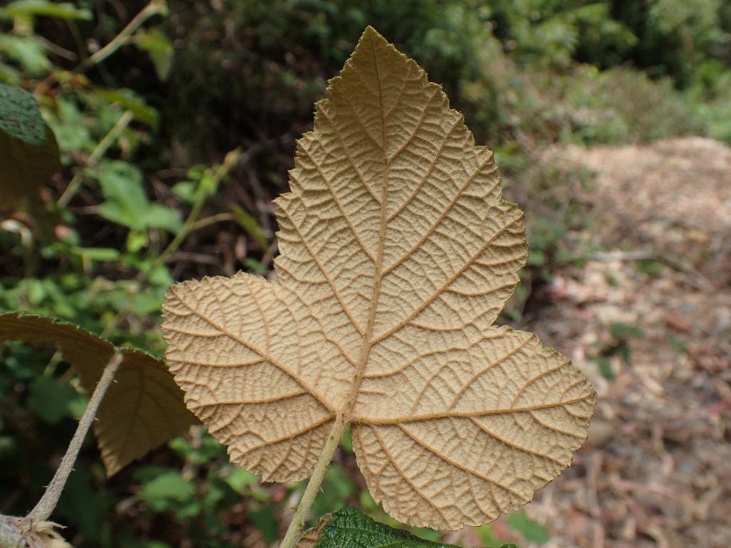 Rubus moluccanus (hero image)