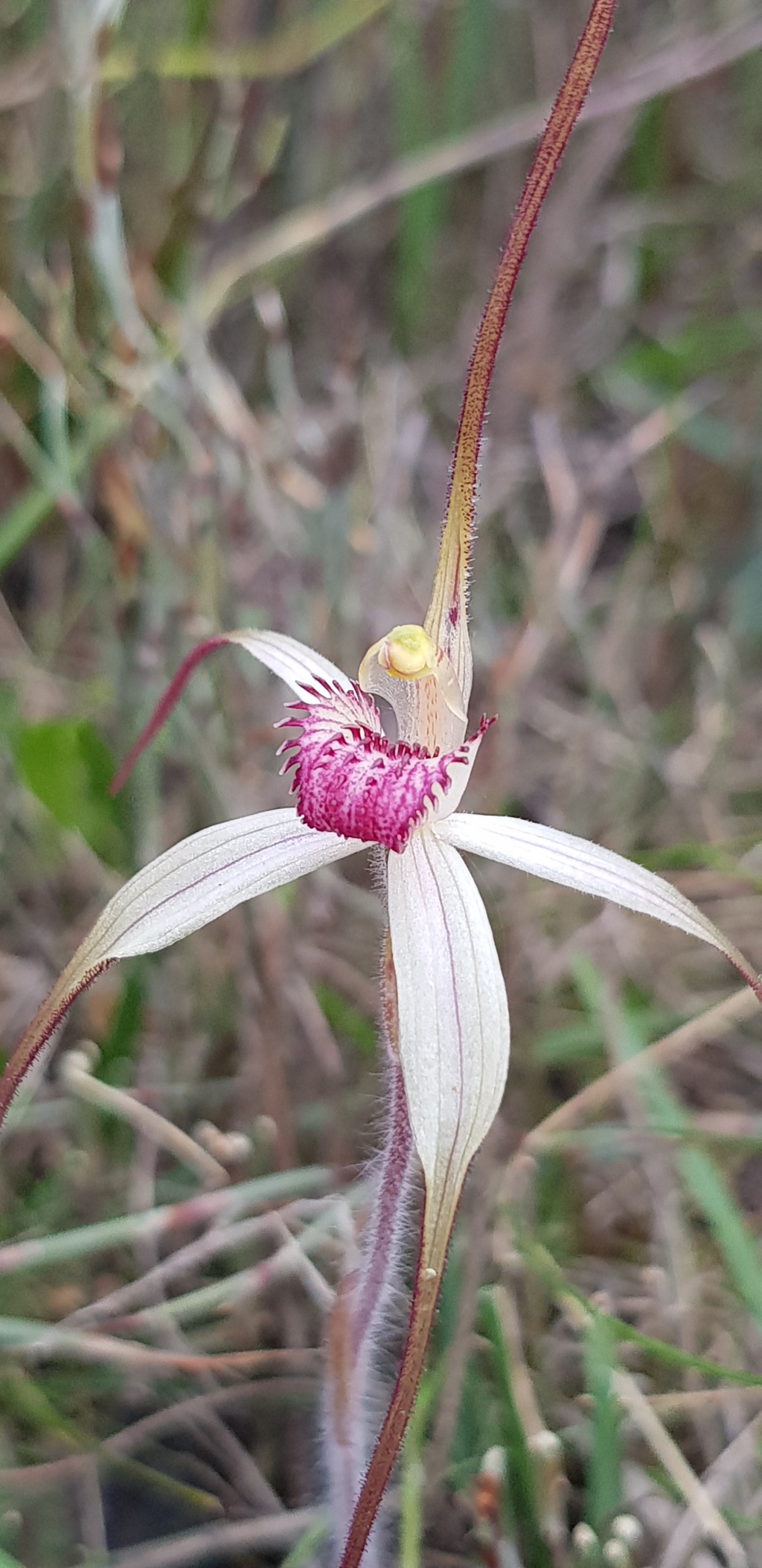 Caladenia orientalis (hero image)