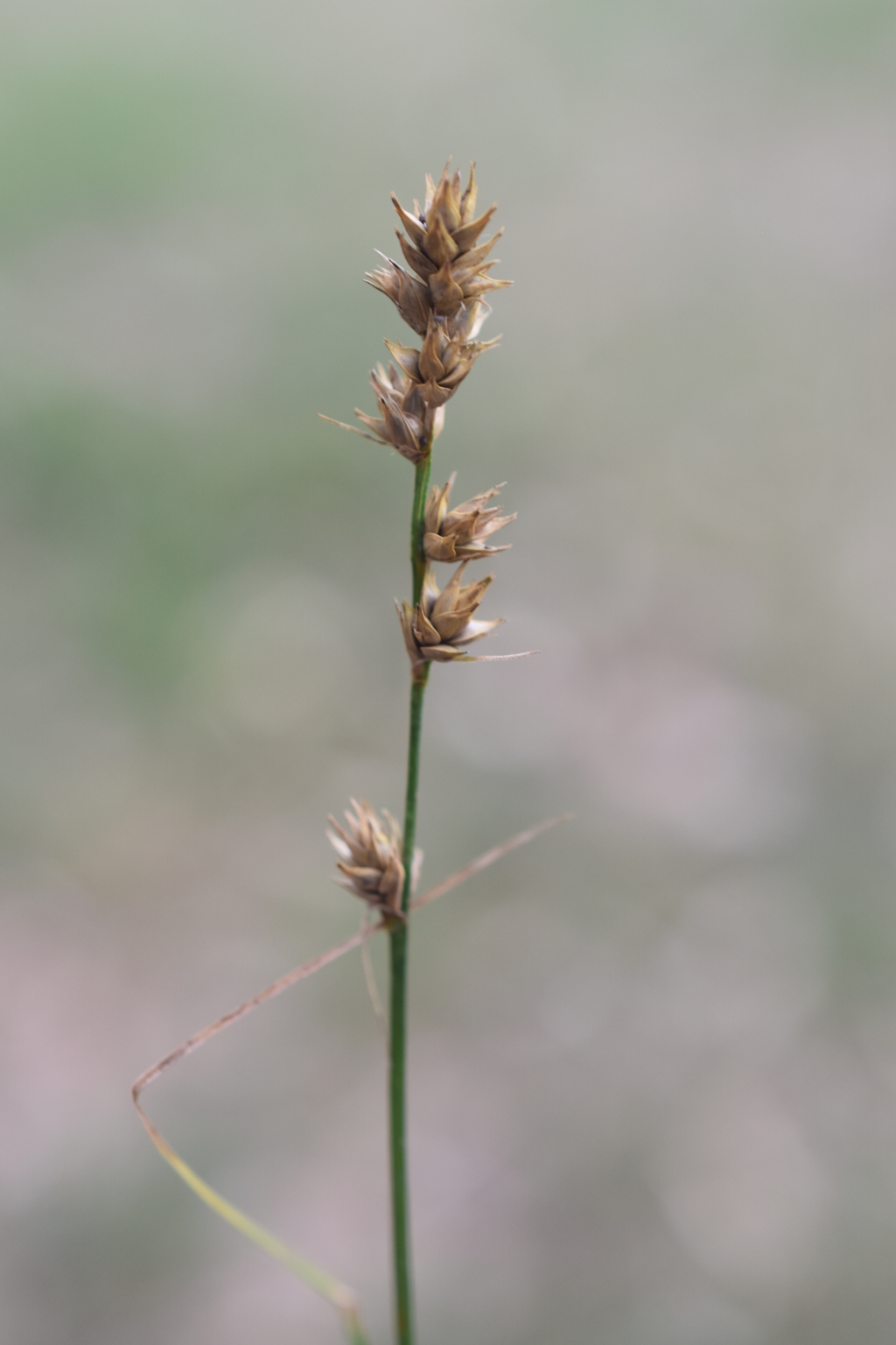 Carex divulsa subsp. divulsa (hero image)