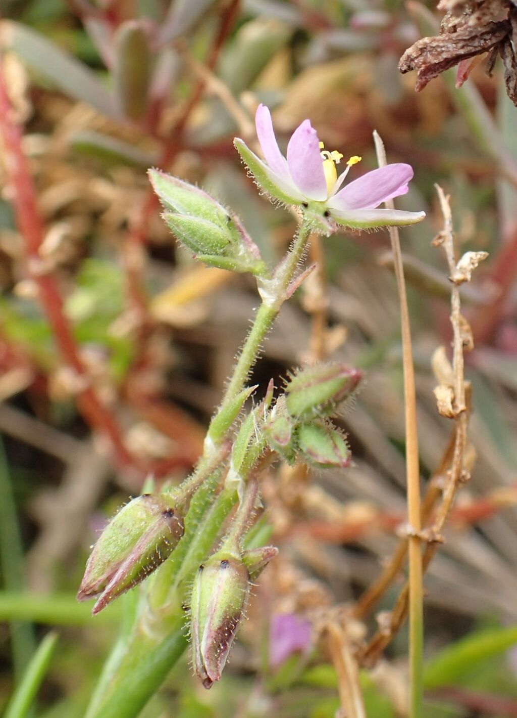 Spergularia marina (hero image)