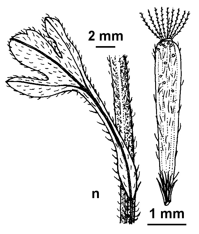 Vittadinia dissecta var. dissecta (hero image)