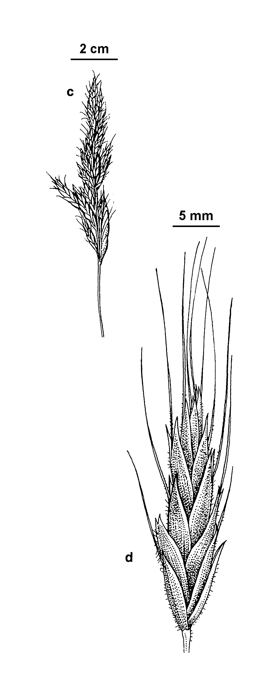 Bromus alopecuros (hero image)