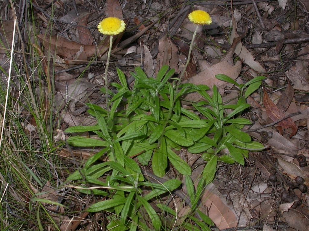 Coronidium scorpioides (hero image)