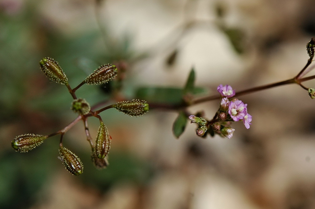 Nyctaginaceae (hero image)