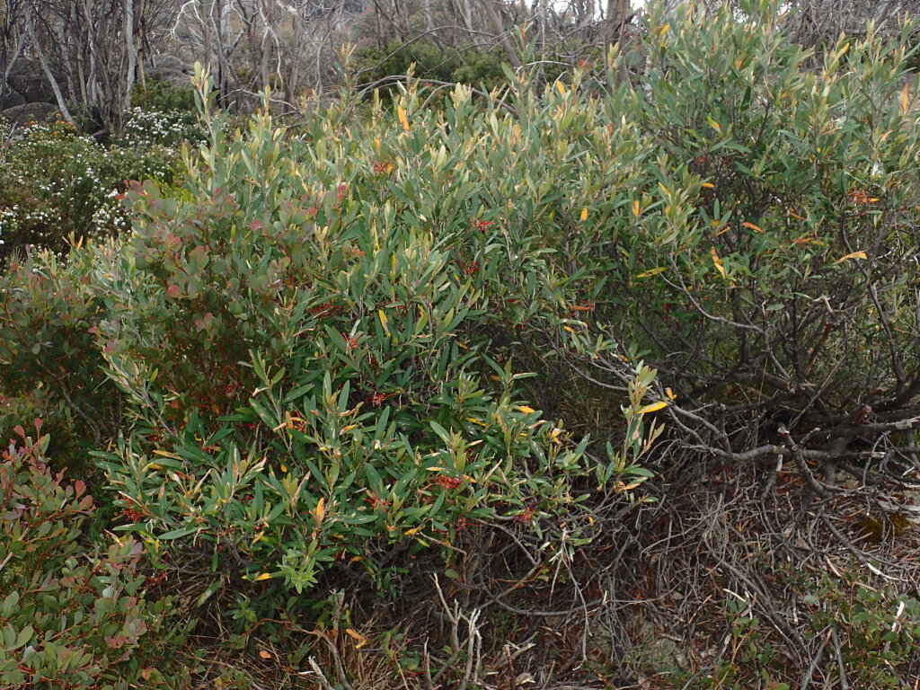 Grevillea victoriae (hero image)