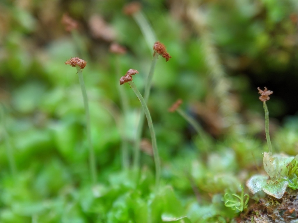 Fossombroniaceae (hero image)