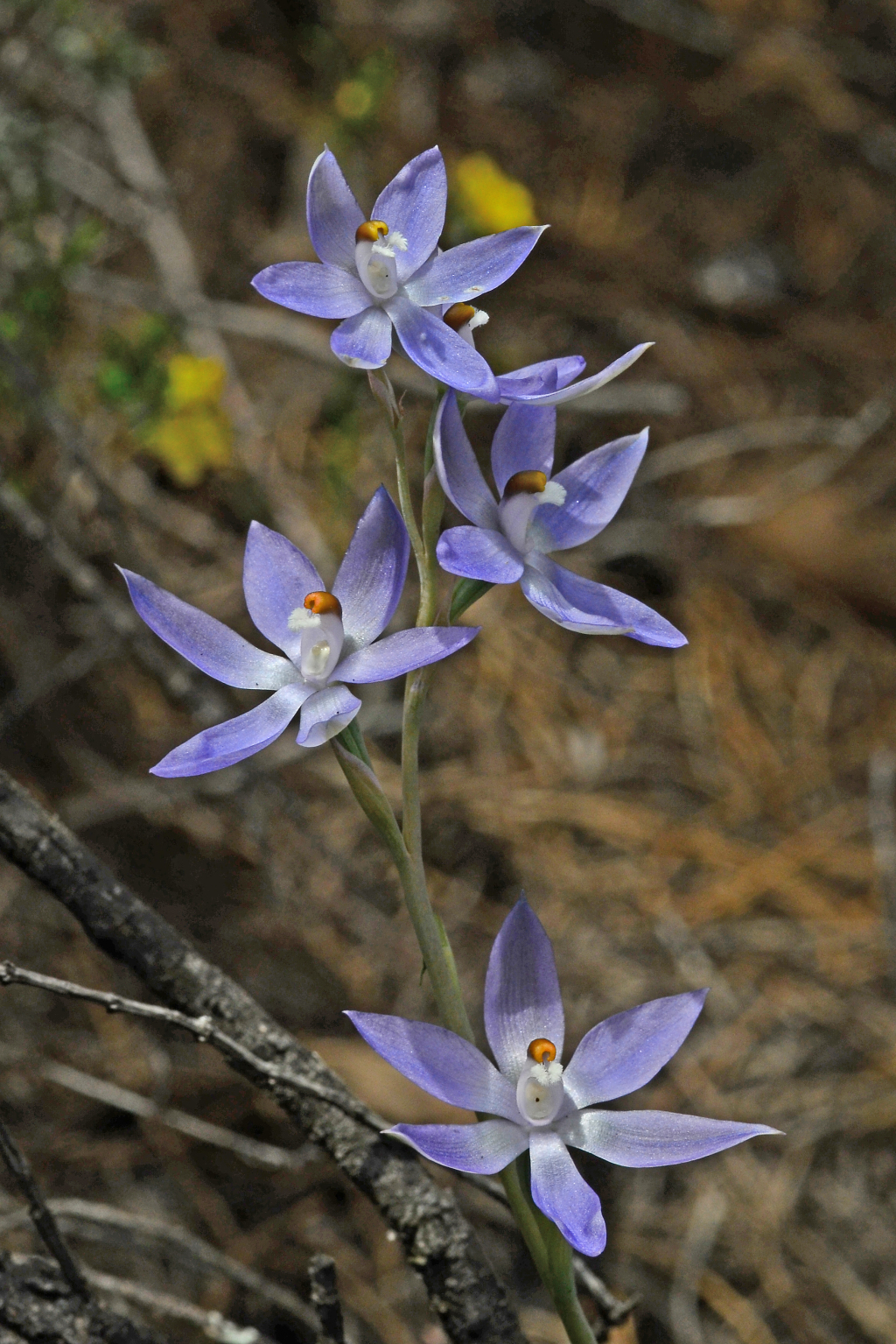 Thelymitra alcockiae (hero image)