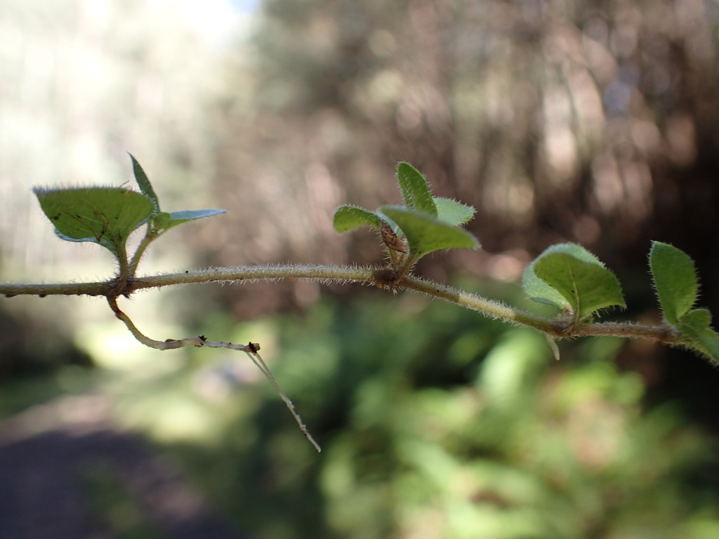 Leptostigma breviflorum (hero image)