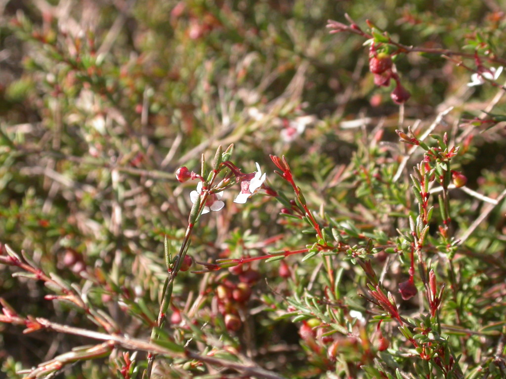 Euryomyrtus ramosissima subsp. prostrata (hero image)