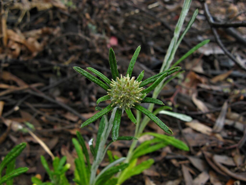 Euchiton sphaericus (hero image)