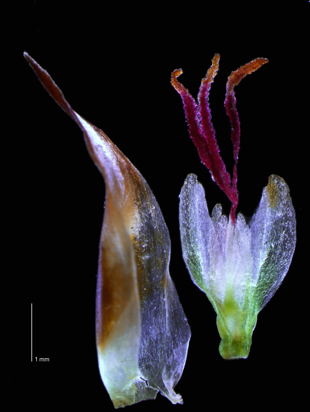 Leptocarpus (hero image)