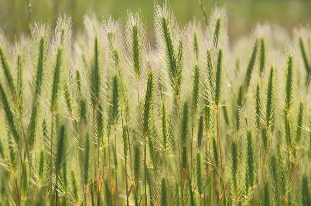Hordeum marinum (hero image)