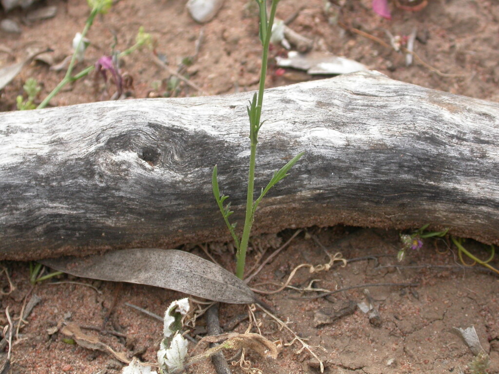 Lepidium fasciculatum (hero image)