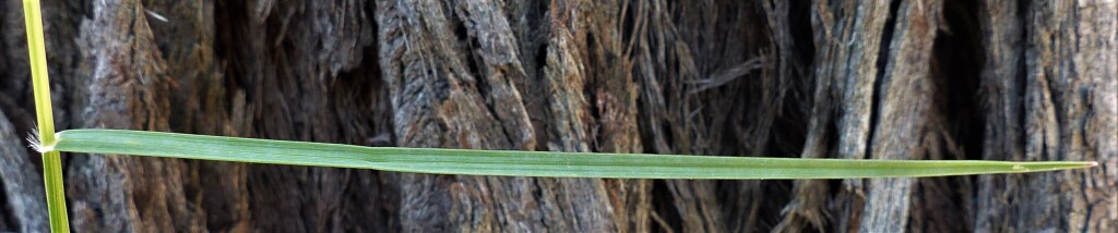 Rytidosperma caespitosum (hero image)