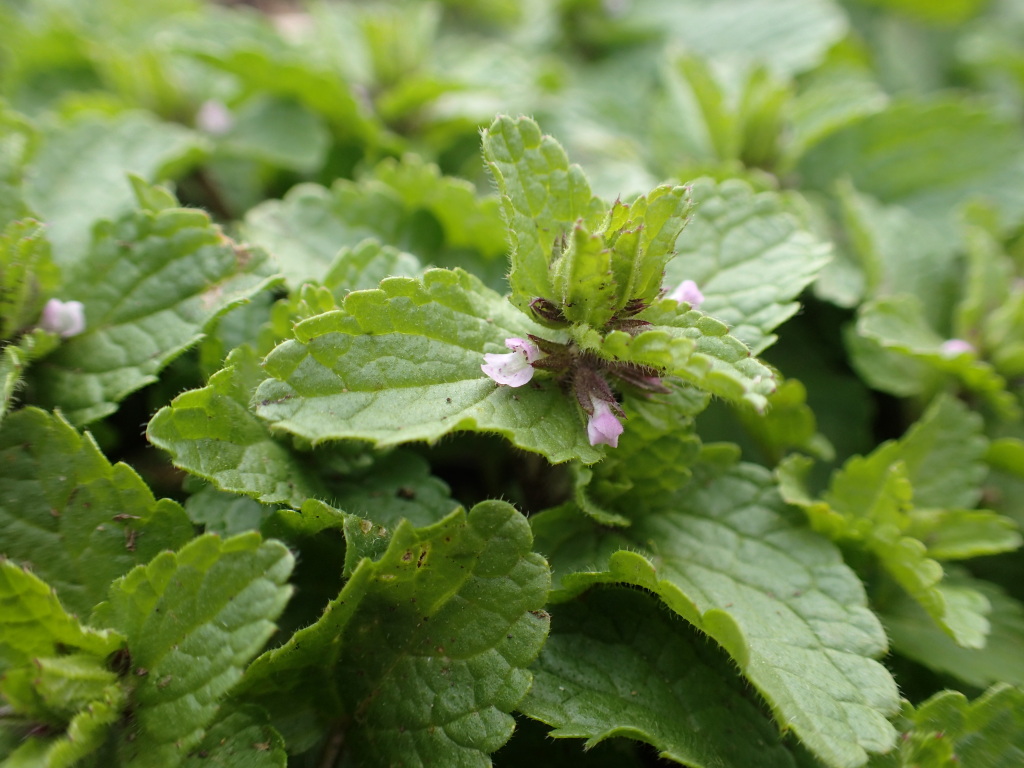 Stachys (hero image)